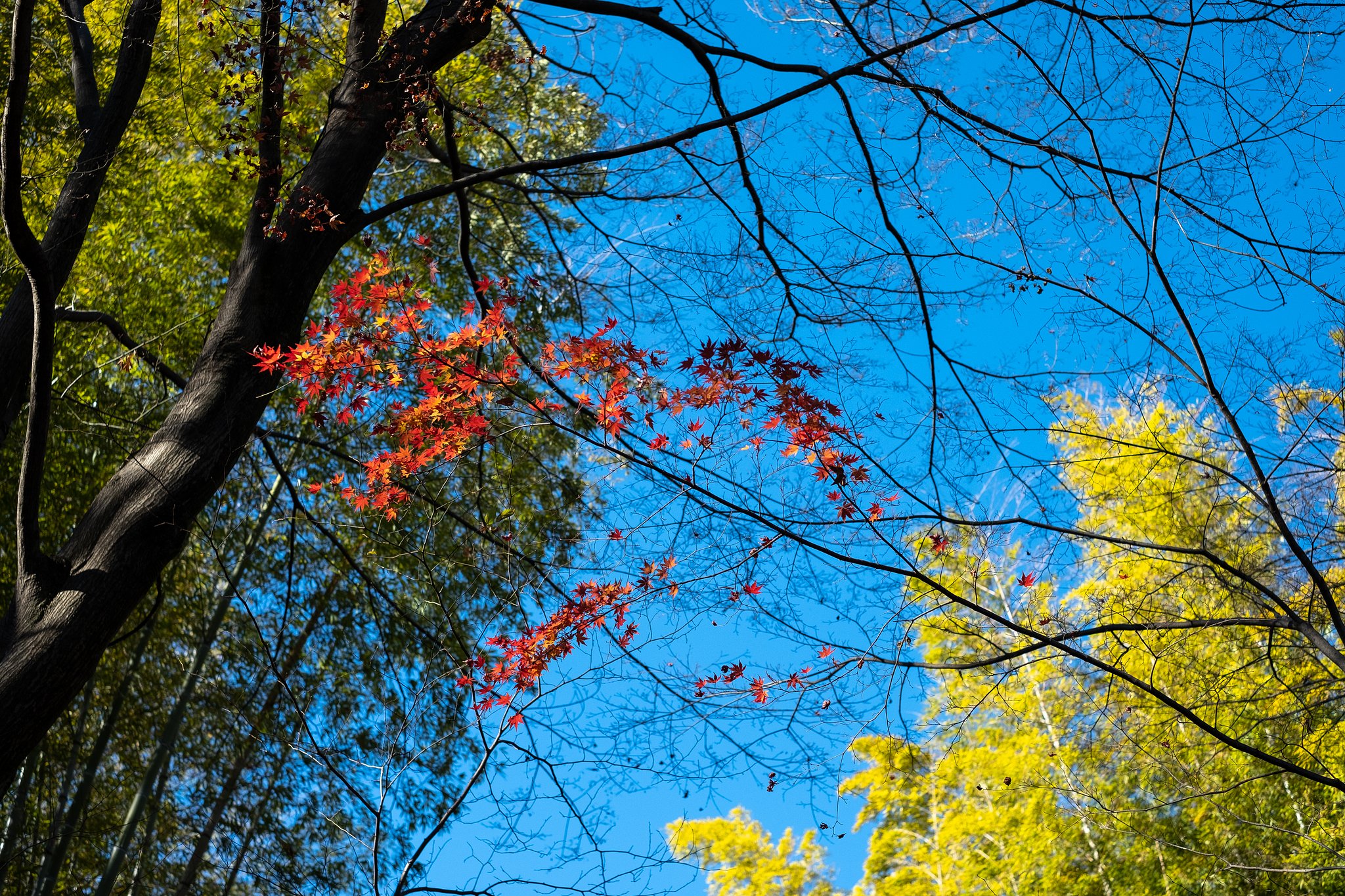 FUJINON XF35mmF1.4 R