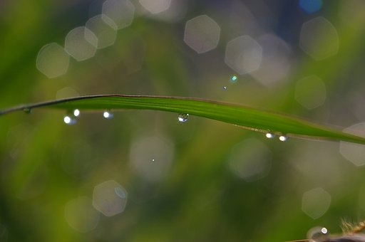 朝露のメロディー
