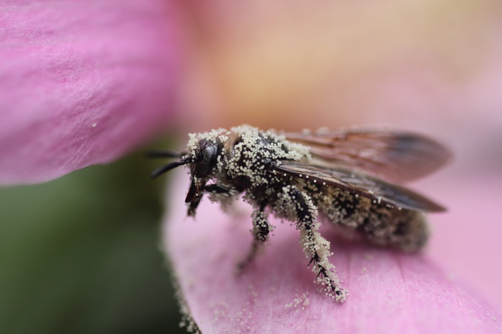 Tamron 90mm f2.8 macro 172E