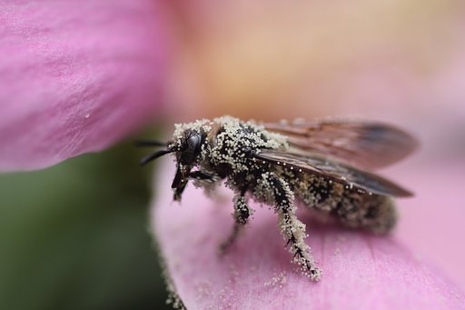 Tamron 90mm f2.8 macro 172E