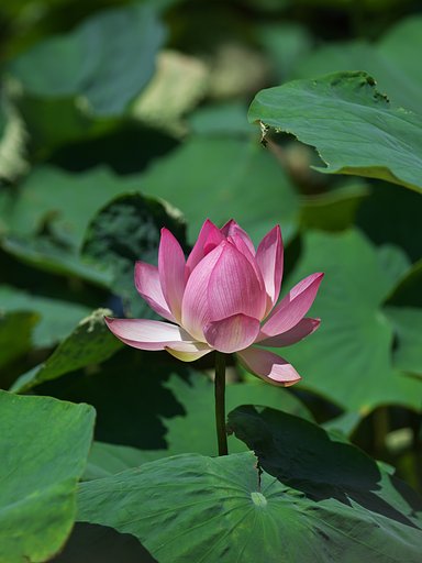 開花