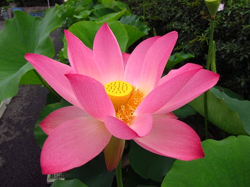 花ハス