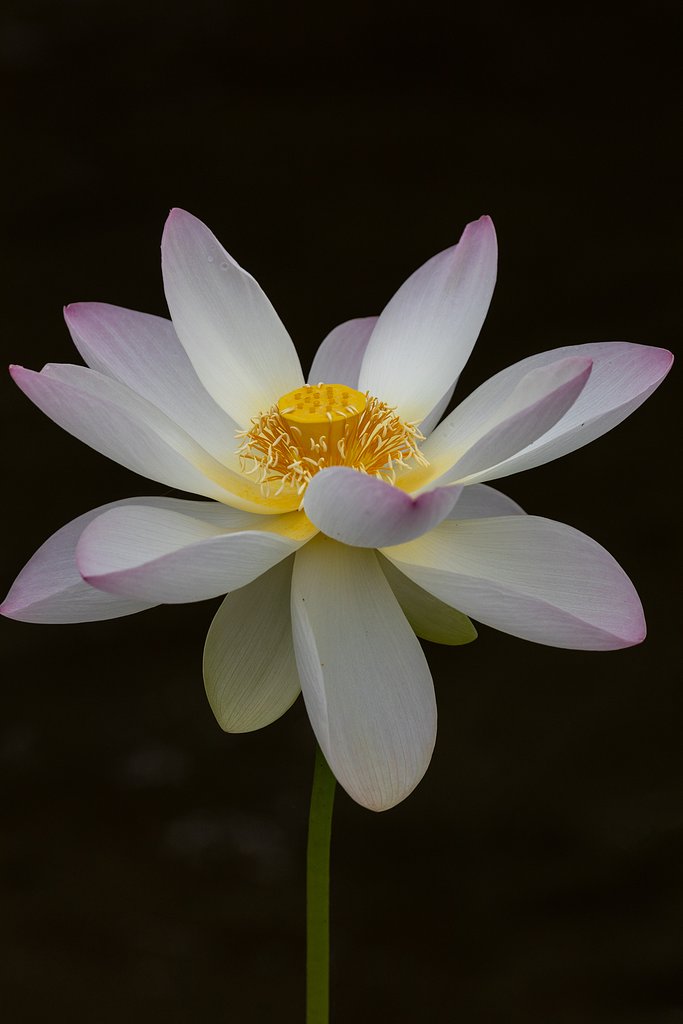 EF100-400mm f/4.5-5.6L IS USM
