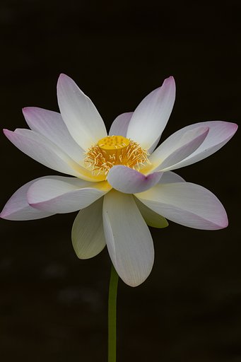 EF100-400mm f/4.5-5.6L IS USM
