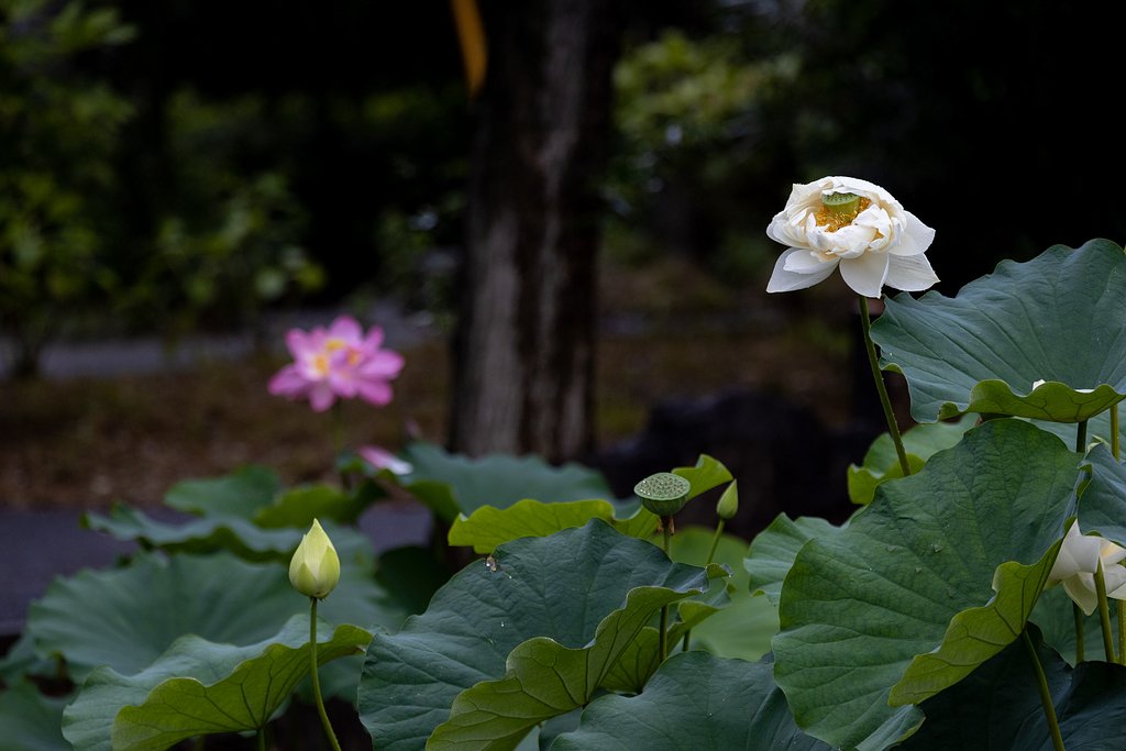 EF100-400mm f/4.5-5.6L IS USM