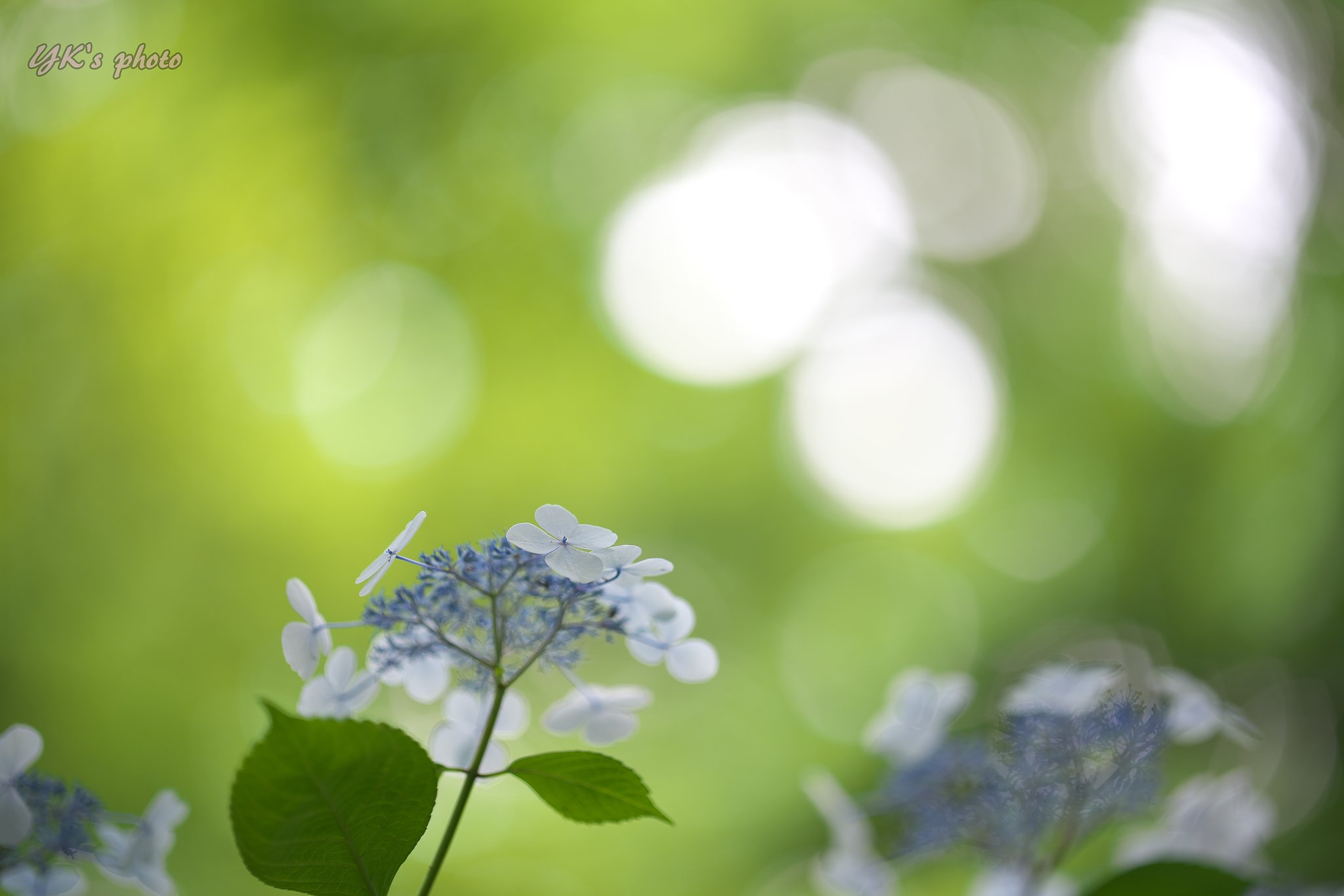 Otus 100mm F1.4 ZF2