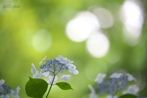 Otus 100mm F1.4 ZF2