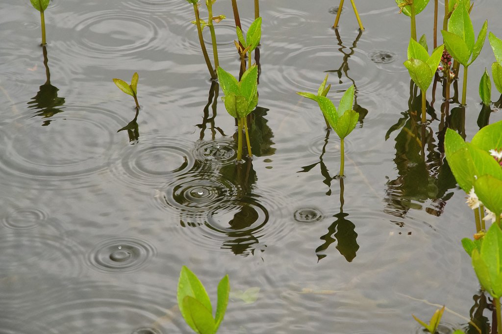 雨音