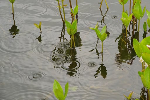 雨音