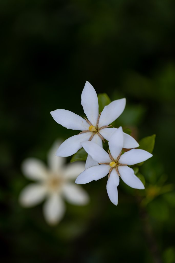 EF100mm f/2.8L Macro IS USM
