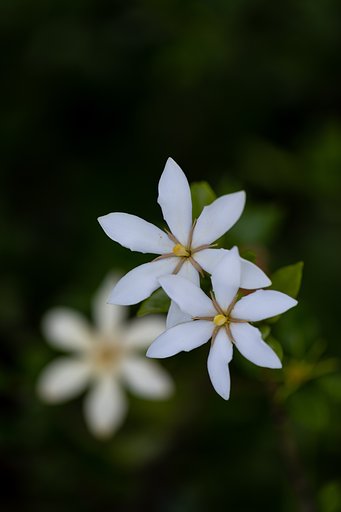 EF100mm f/2.8L Macro IS USM
