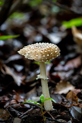 OLYMPUS M.60mm F2.8 Macro