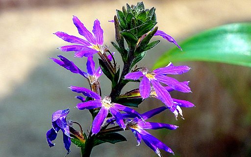 【好きなもの】紫色末広草