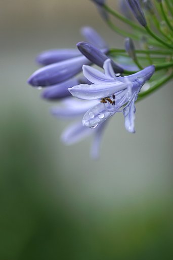 アガパンサス