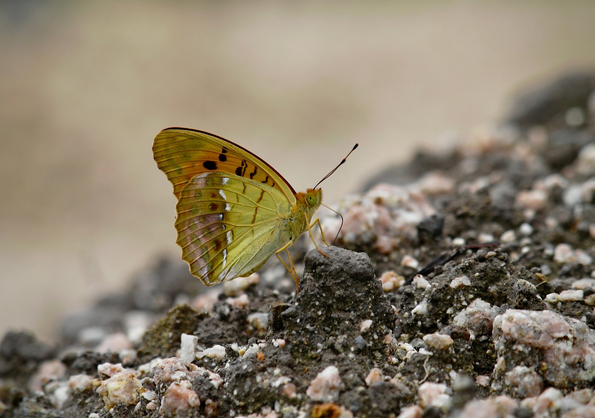 ウラギンスジヒョウモン♀