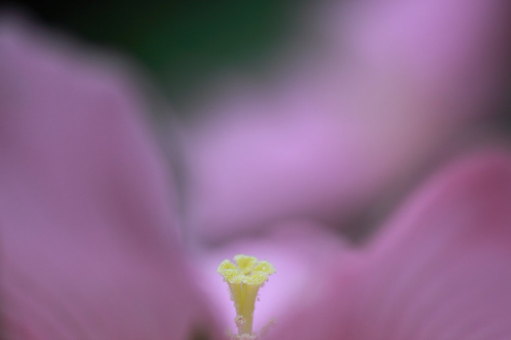 Tamron 90mm f2.8 macro 172E