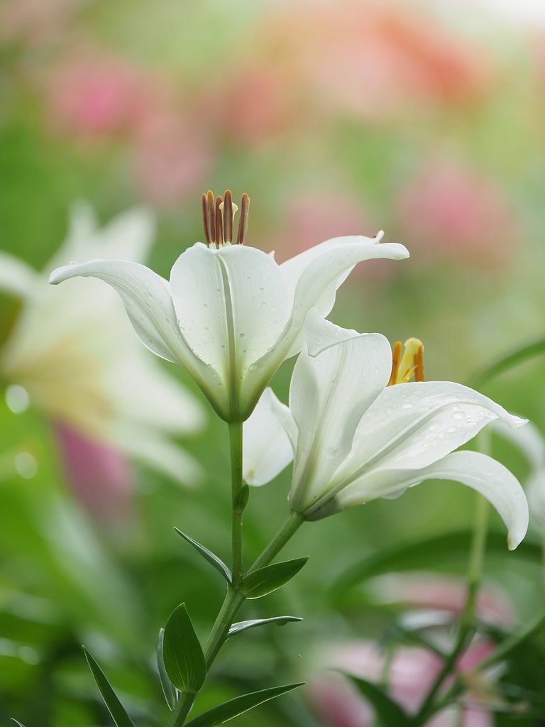 白無垢