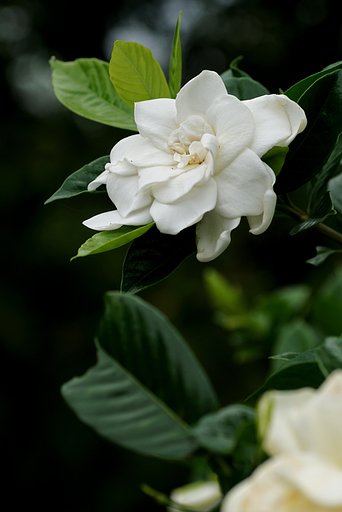 クチナシの花