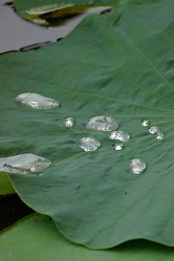 ゼリーの水滴