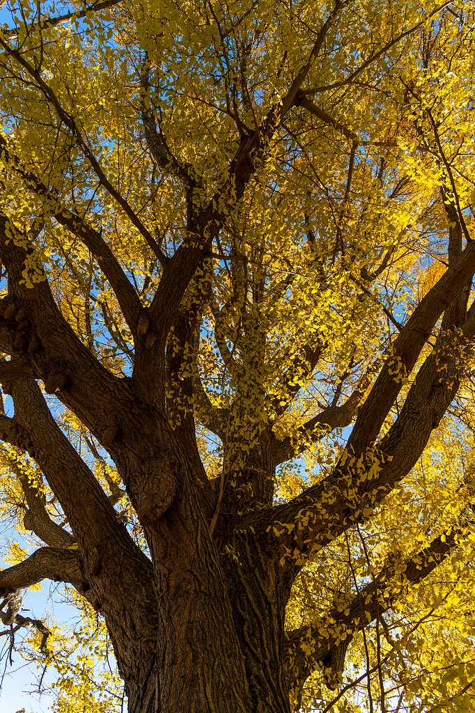 NIKKOR 24-120mm F4 G ED VR