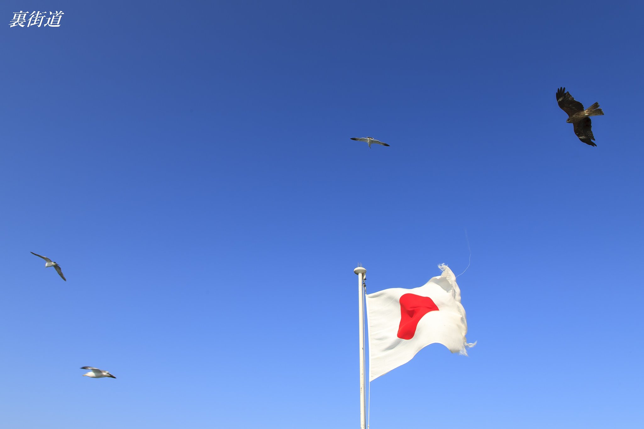日本晴れ