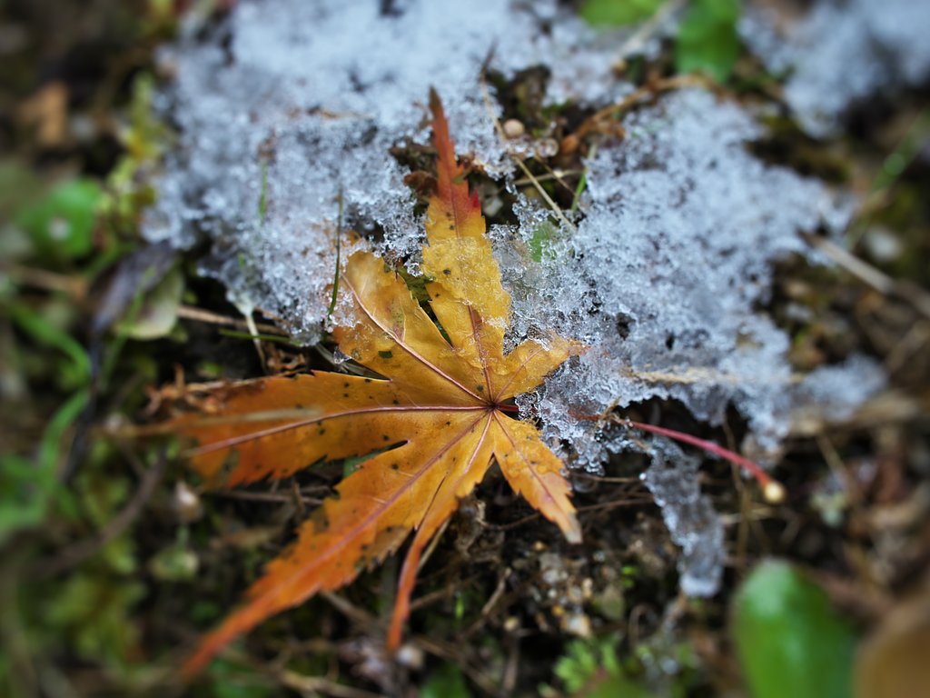 もみじ落葉