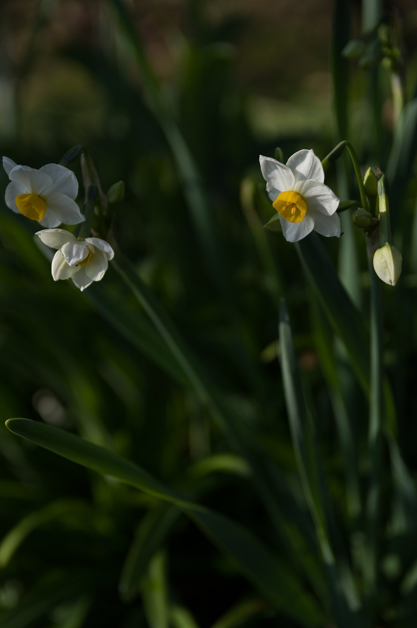 SIGMA 17-50mm F2.8 EX DC HSM 