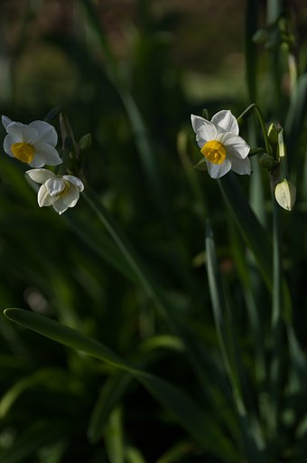 SIGMA 17-50mm F2.8 EX DC HSM 