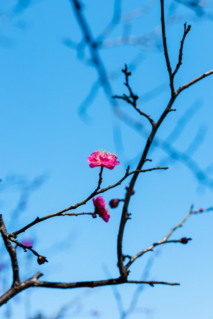 EF50mm f/1.2L USM