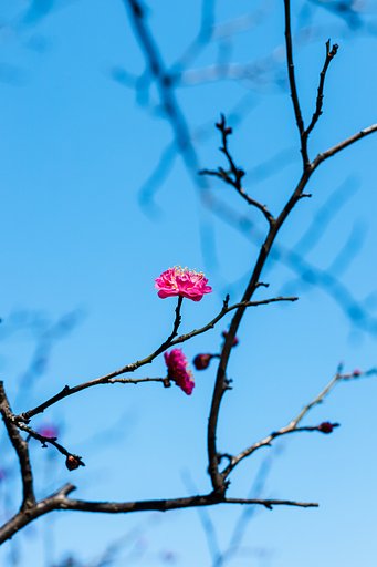EF50mm f/1.2L USM