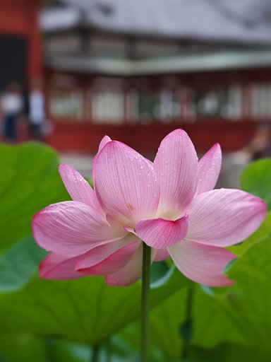 滴