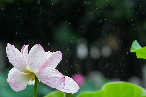 歳時記