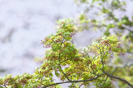モミジの花