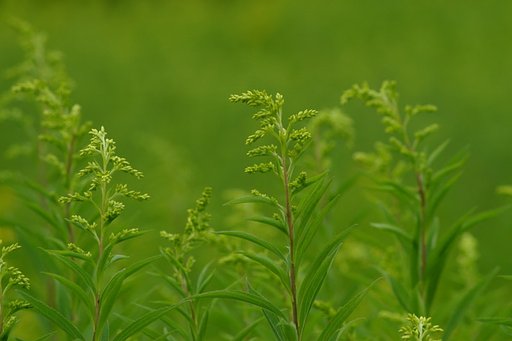 アワダチソウの緑薄く