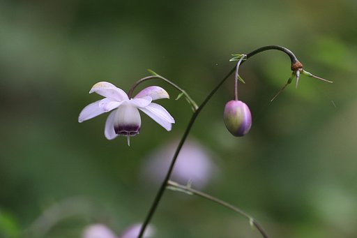 蕾と花と・・・