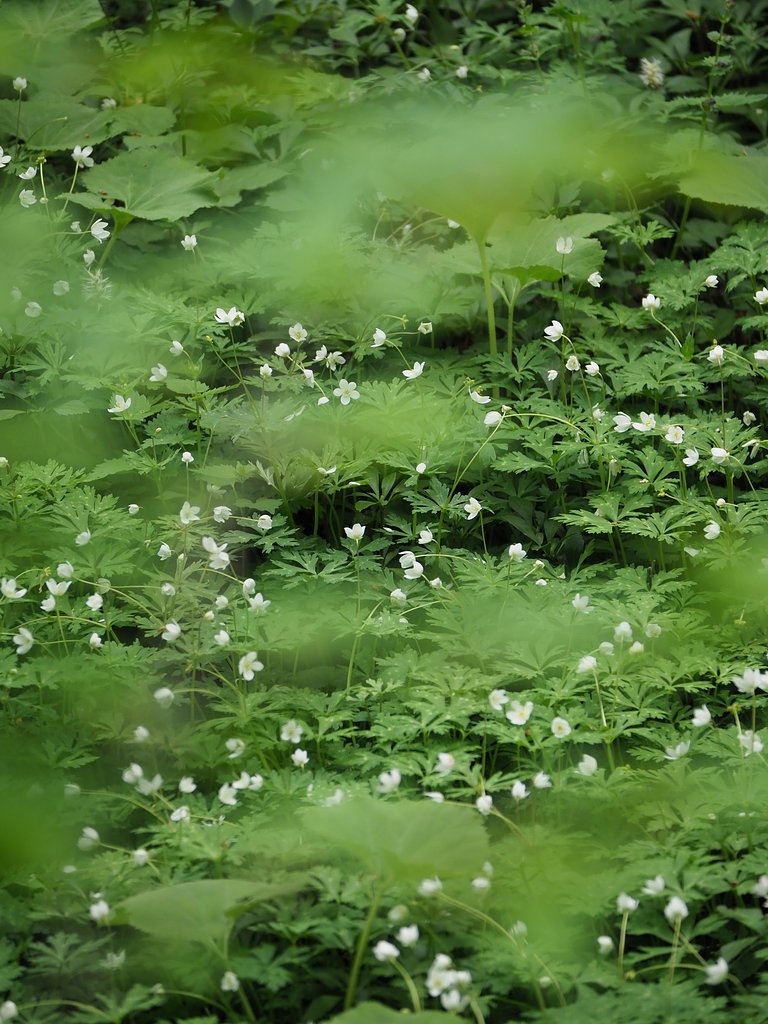 雲間のニリンソウ