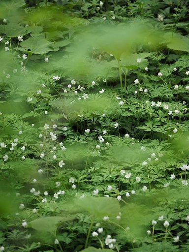 雲間のニリンソウ