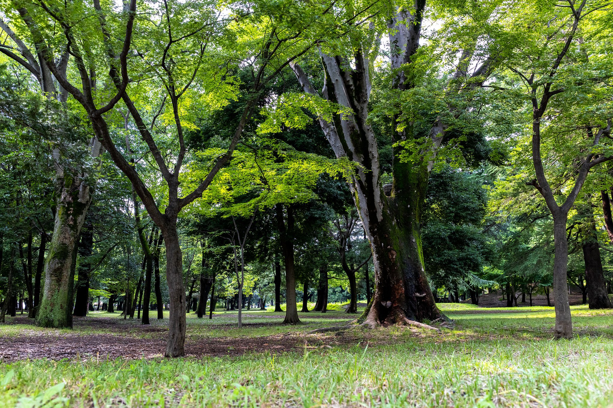 EF24-70mm f/4L IS USM