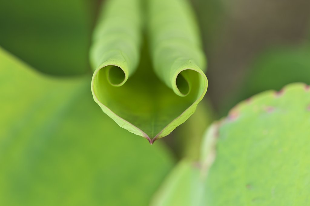 ハス葉