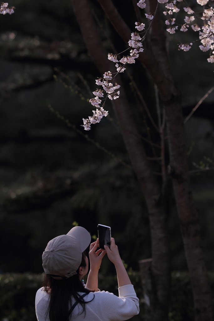 花は咲く咲く花は咲く♪