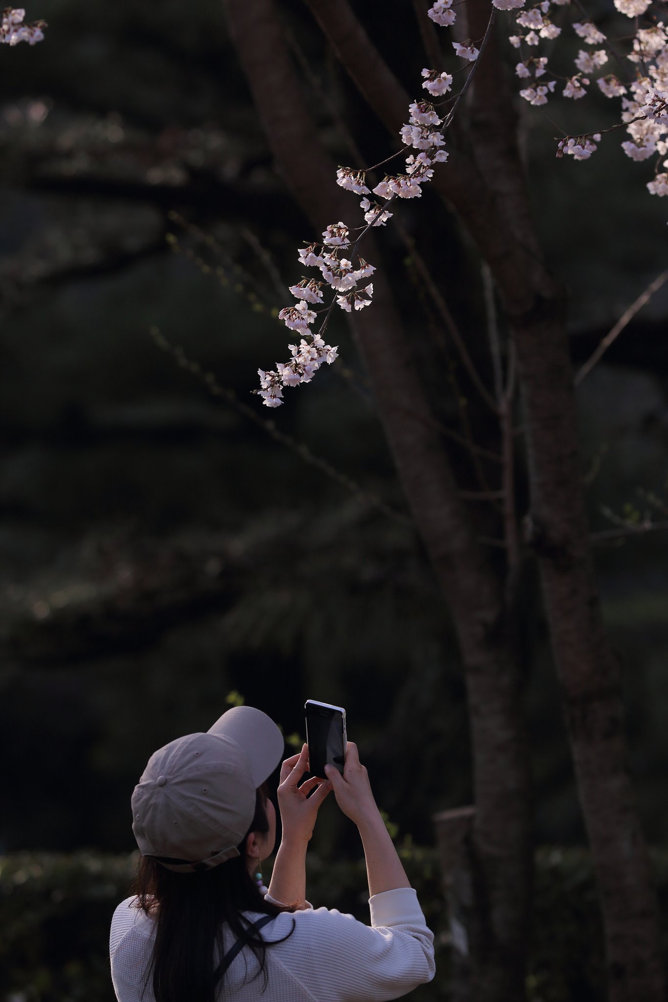 花は咲く咲く花は咲く♪