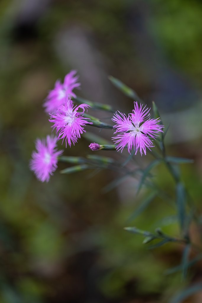 EF100mm f/2.8L Macro IS USM