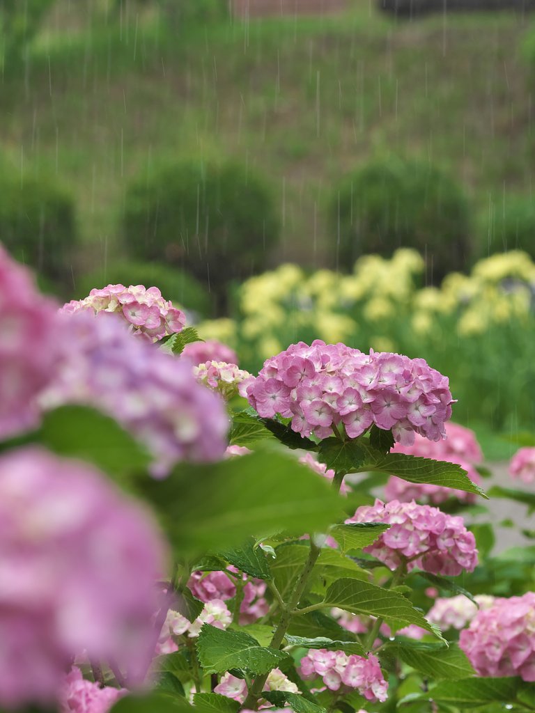 紫陽花7