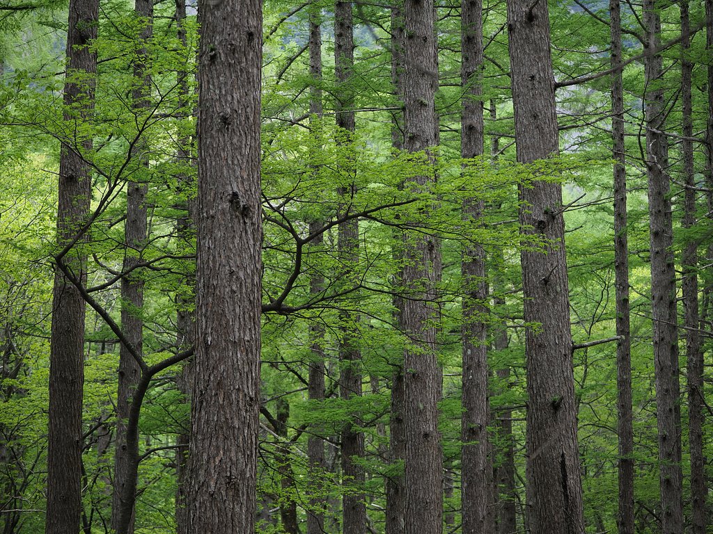 ◎Pana-LEICA DG NOCTICRON 42.5mm/F1.2 ASPH.