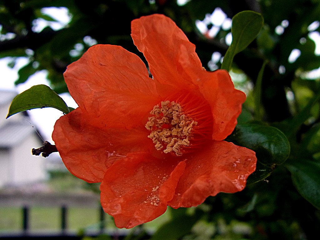 ザクロの花