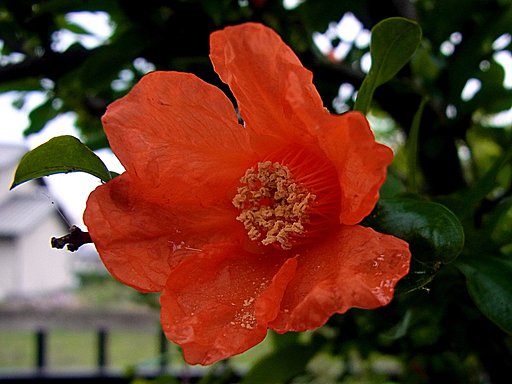 ザクロの花