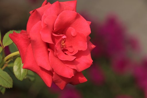 薔薇