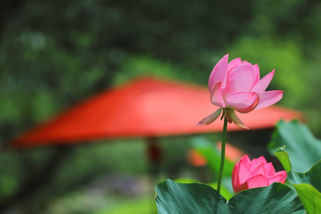 花ハス公園にて Ⅱ