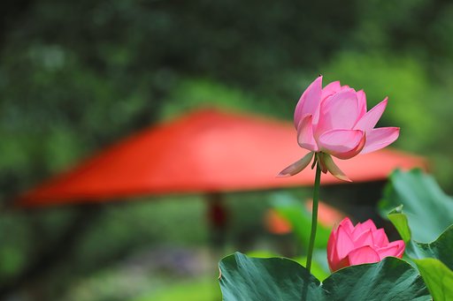 花ハス公園にて Ⅱ