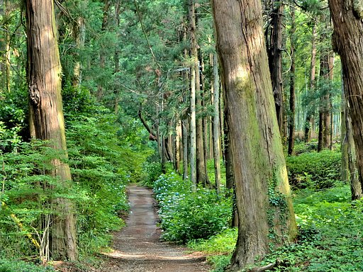 登山口の花